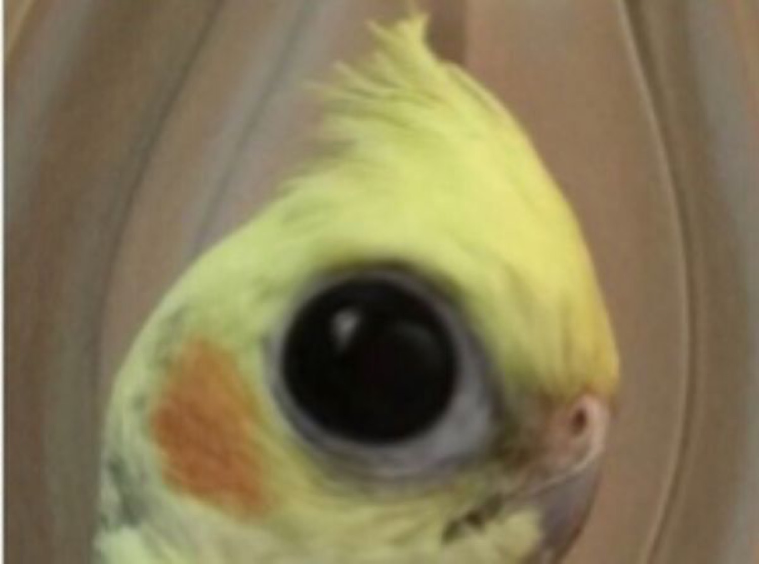 Cockatiel filling the frame with one enormous black eye staring straight at you