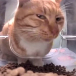 Orange tabby cat pressed against a glass dish squinting with a deeply suspicious glare