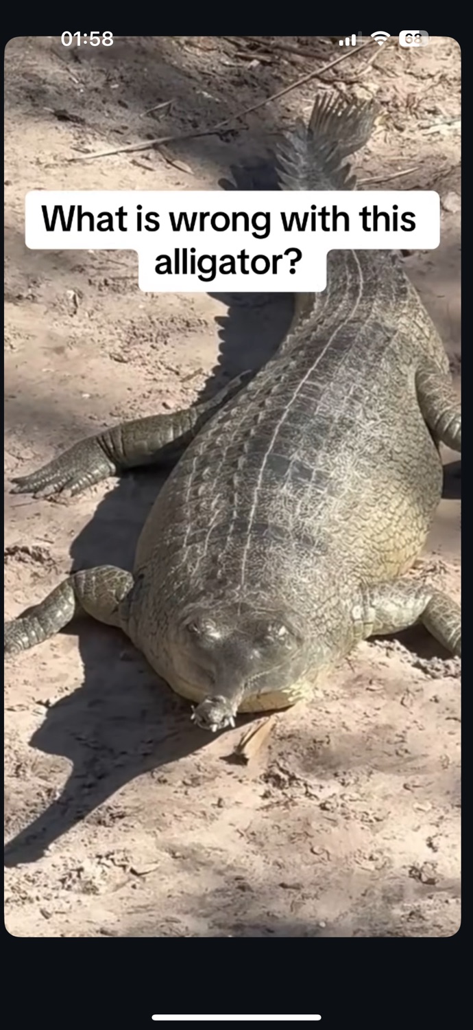 Phone screenshot asking 'What is wrong with this alligator?' over a lumpy alligator
