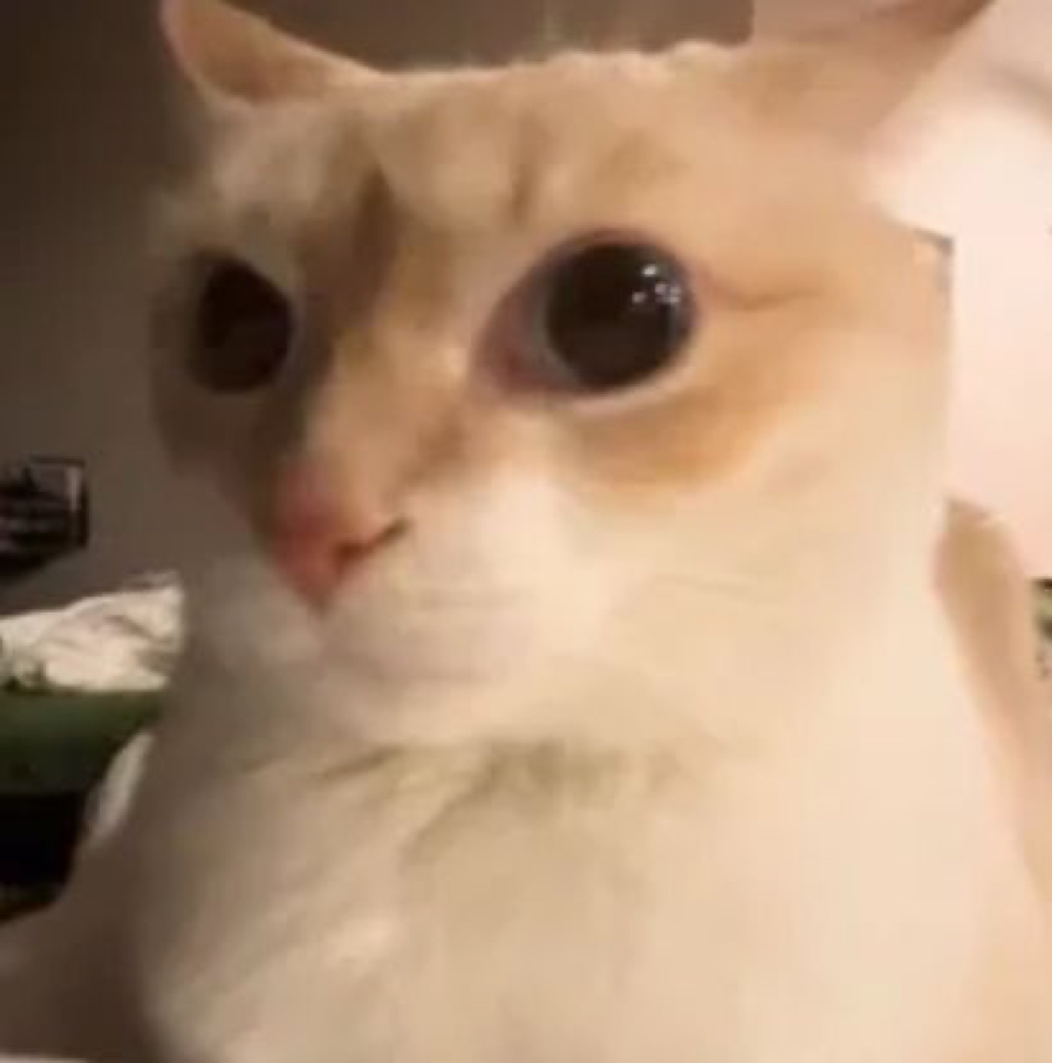 Cream cat with big watery eyes looking on the verge of tears
