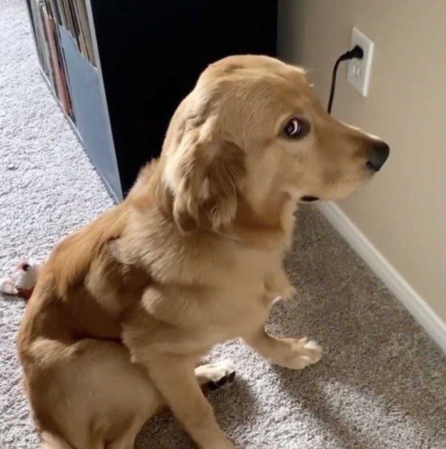 Golden retriever sitting sideways with a sheepish, guilty look near an unplugged outlet