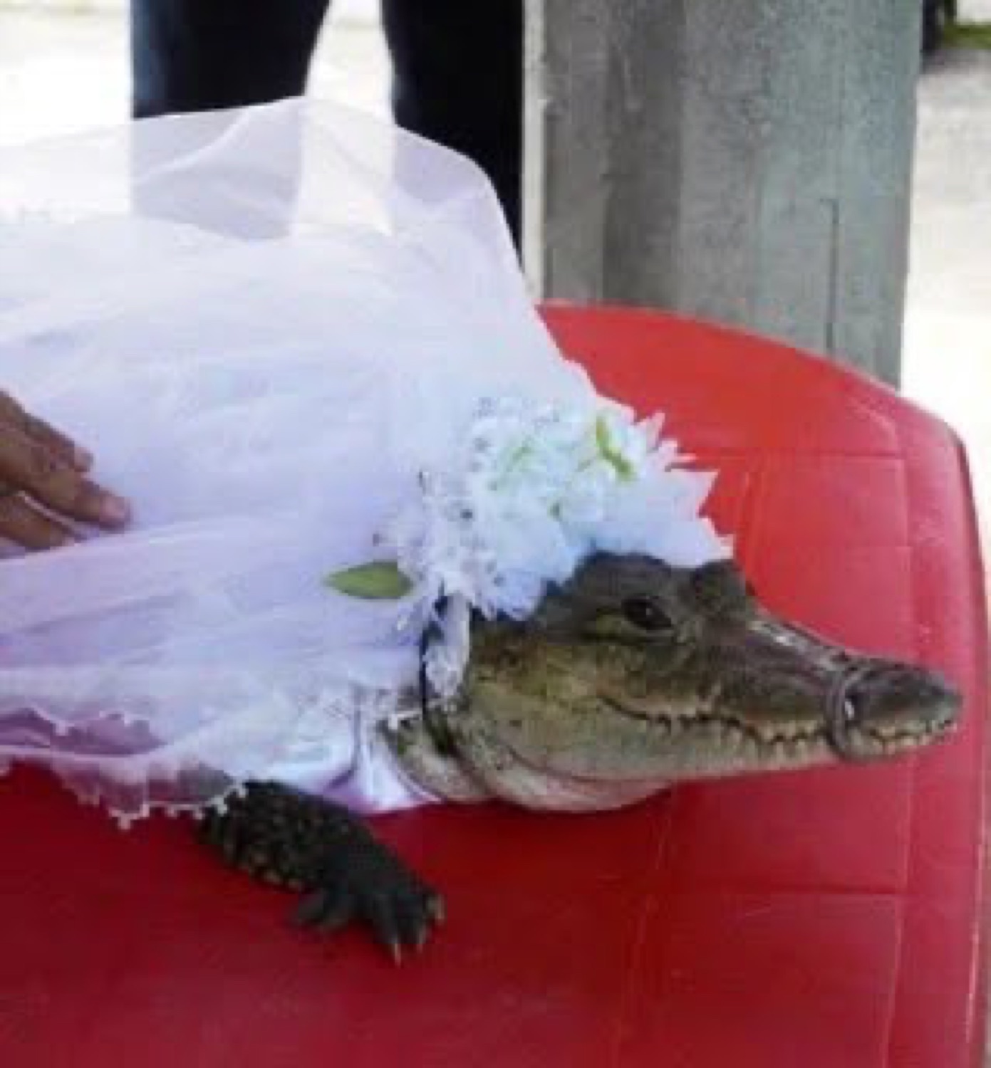 Crocodile wearing a white wedding veil and bouquet lying on a red chair