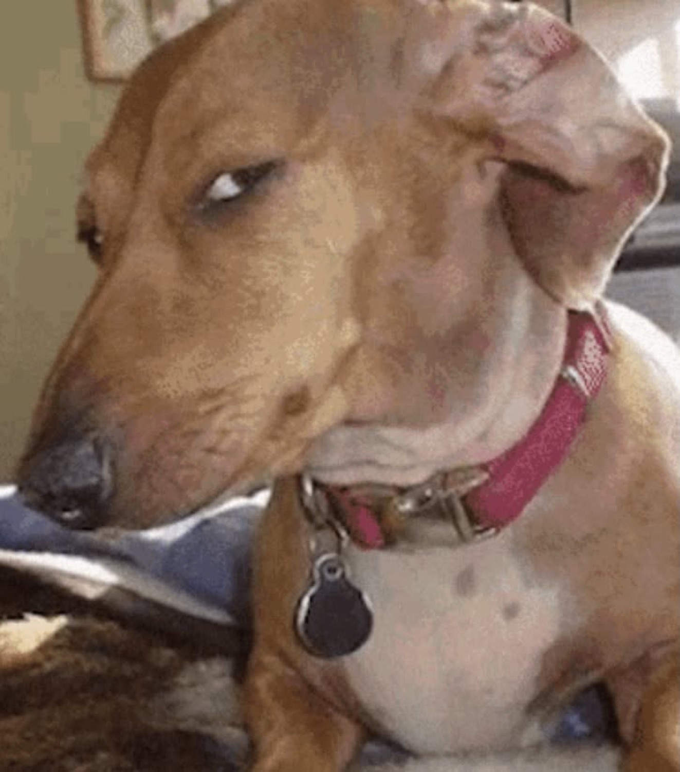 Dachshund with a flopped ear giving a heavy side-eye and judging you hard