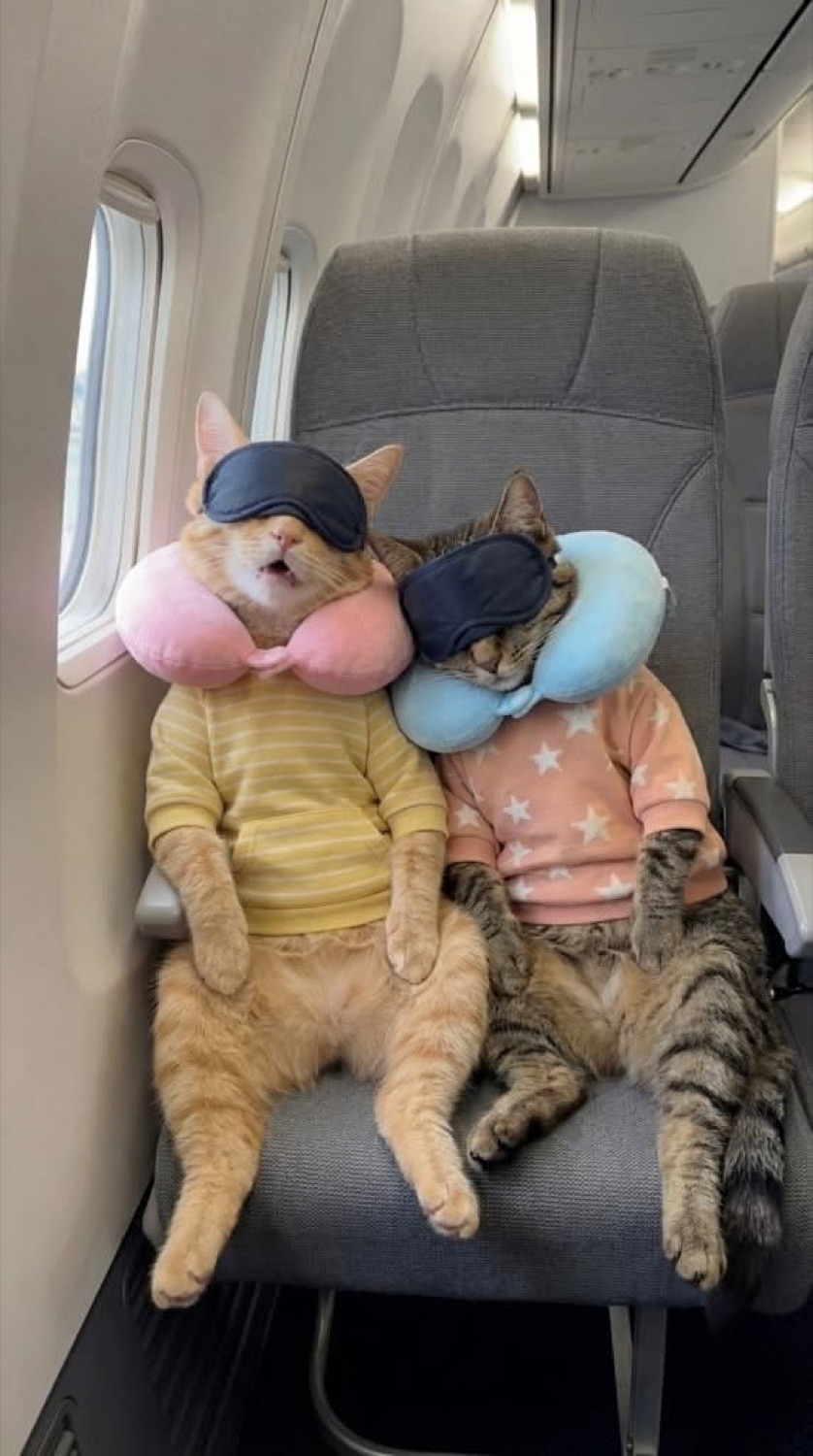Two cats in sweaters, neck pillows and sleep masks sitting in airplane seats