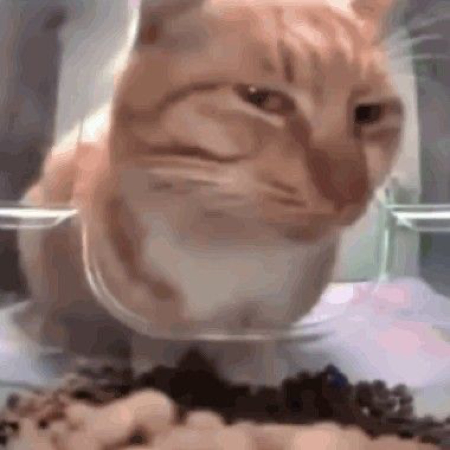 Orange cat pausing mid-meal to shoot a suspicious side-eye at the camera