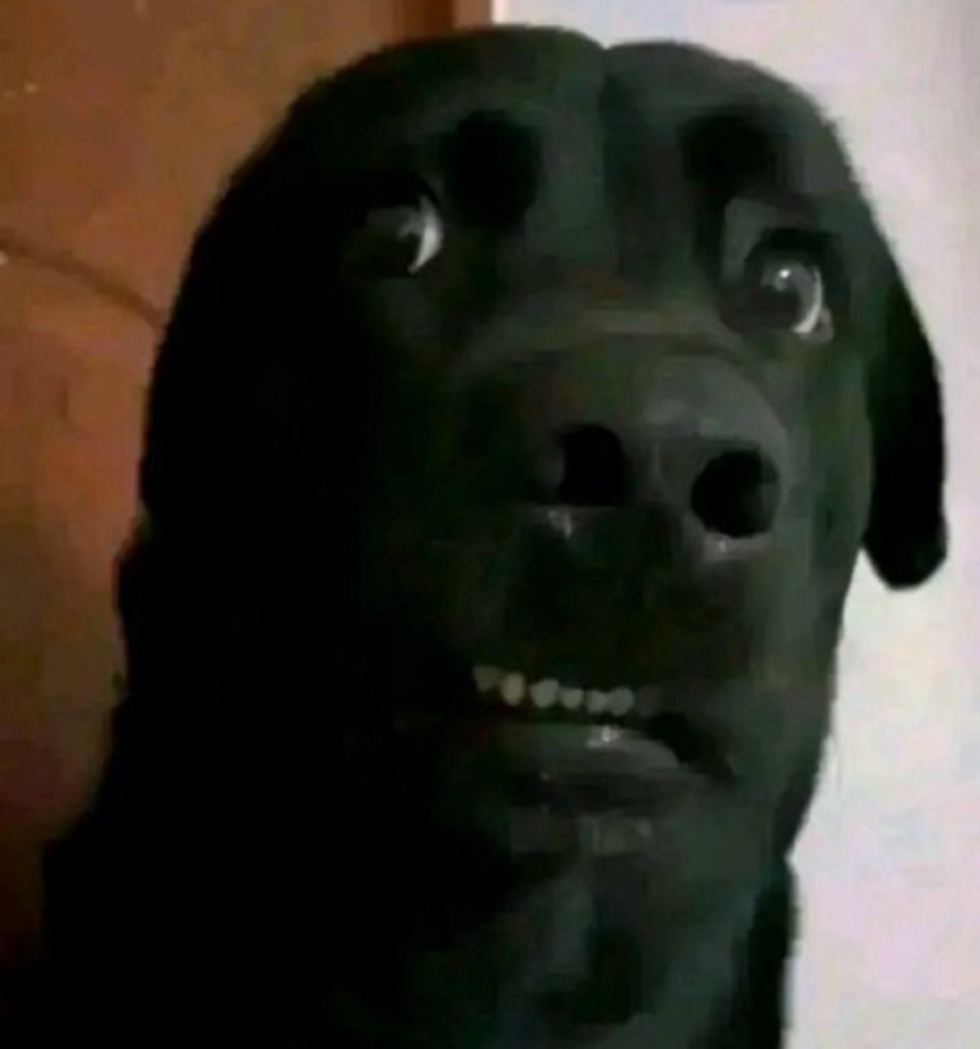 Black lab looming into the camera with wide googly eyes and a slight grimace