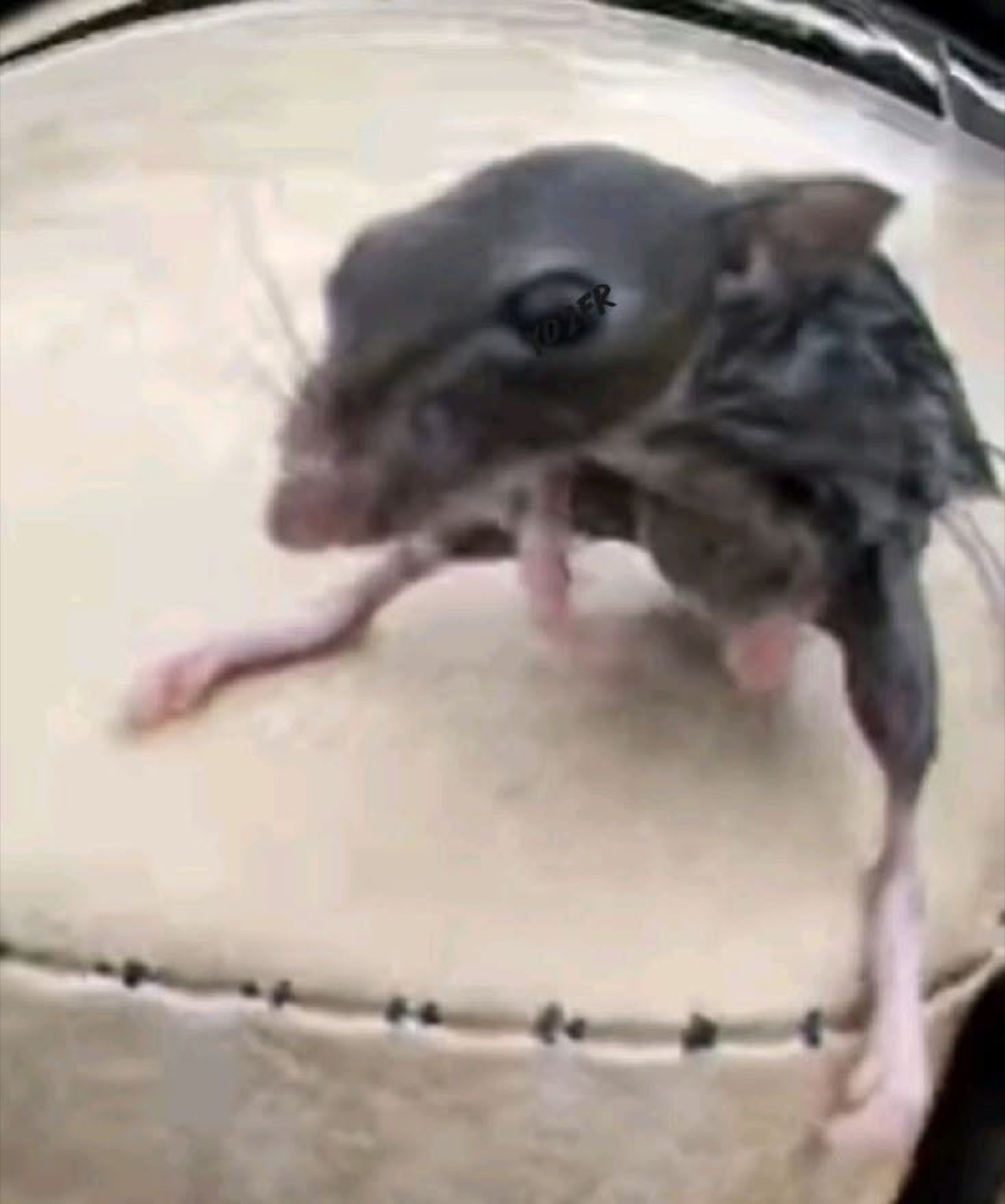 Wet bedraggled mouse sprawled out on a cushion looking utterly done