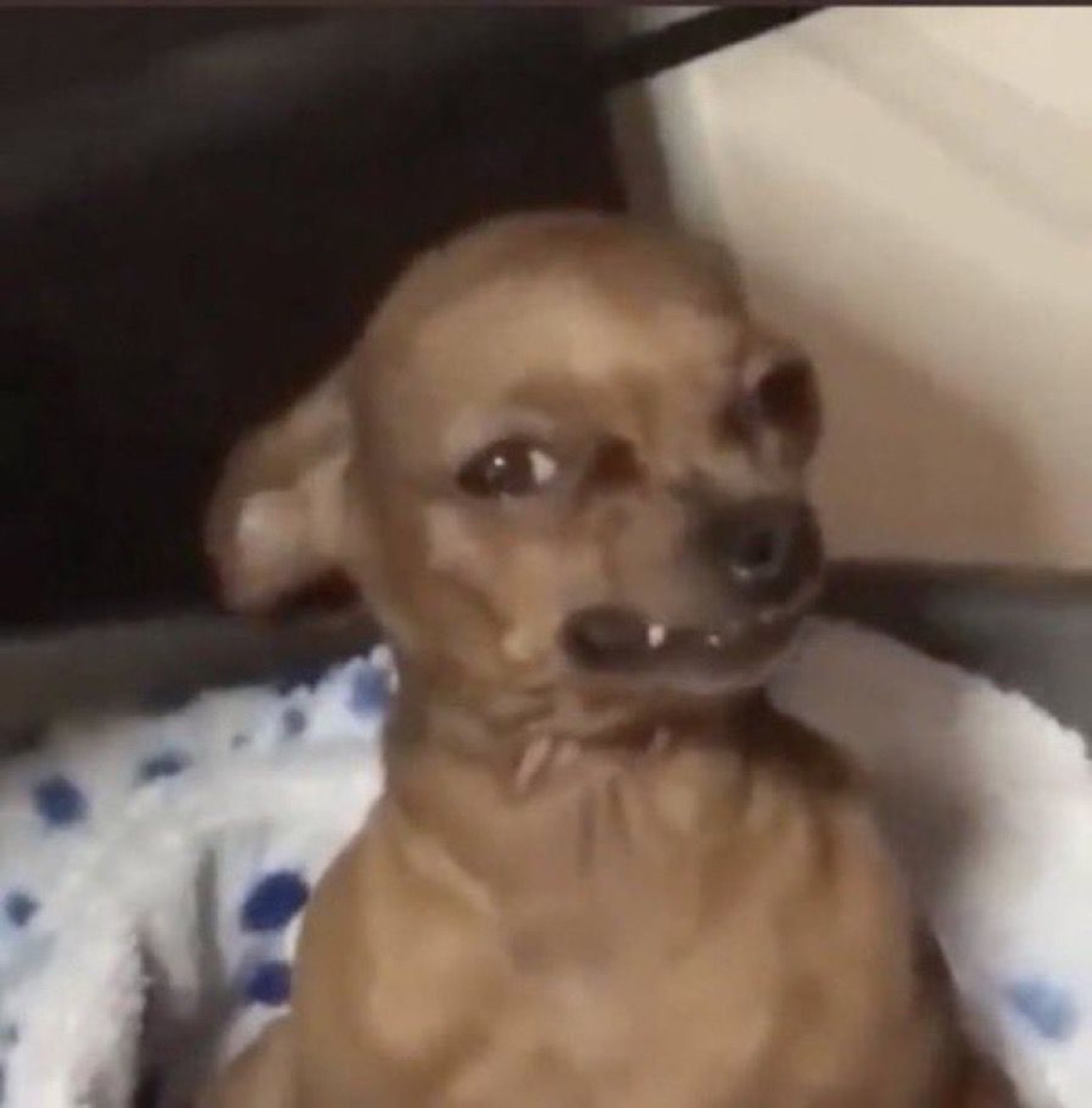 Tiny chihuahua with a jittery, wary expression wrapped in a polka-dot blanket