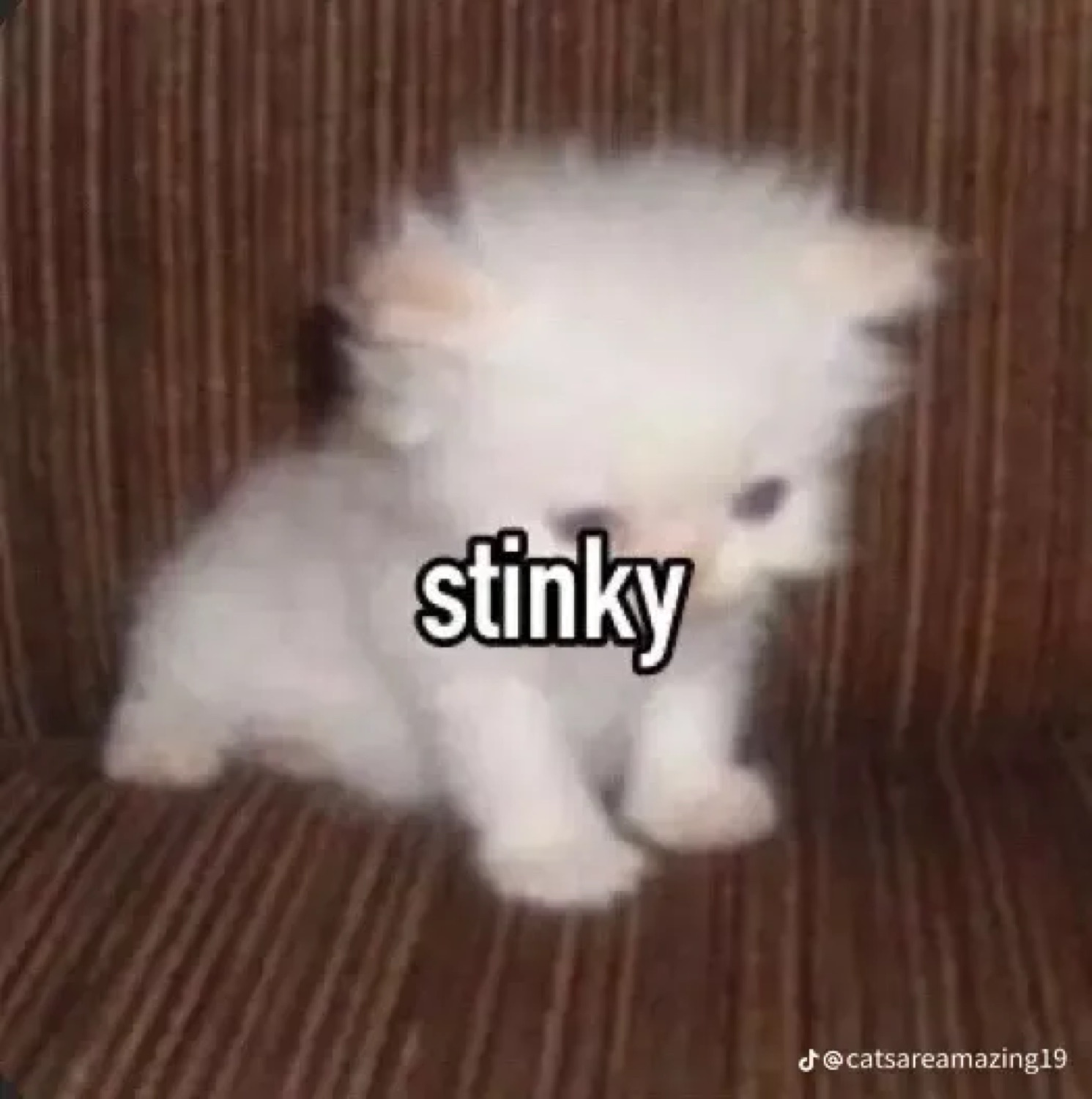 Fluffy white kitten: 'stinky'