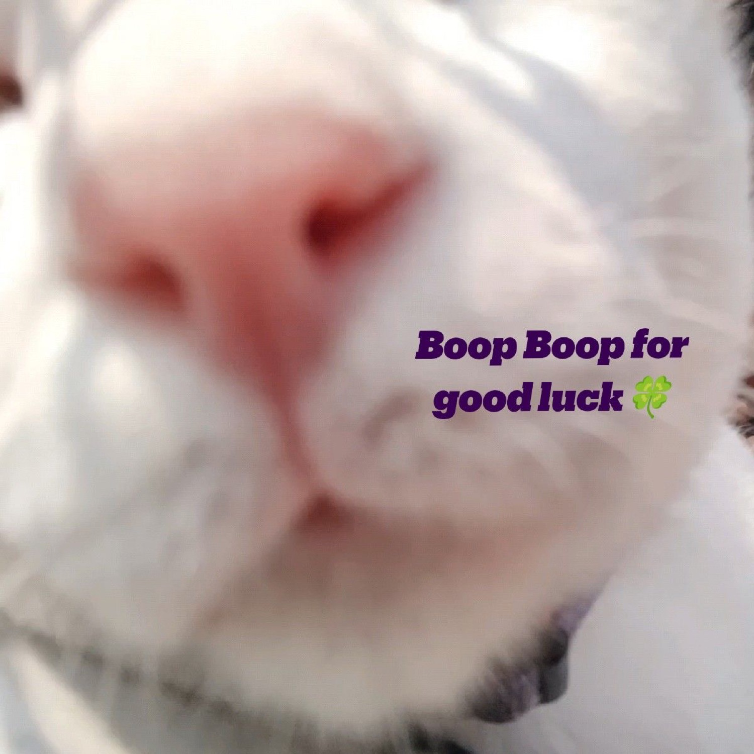 Extreme close-up of a cat's pink nose: 'Boop Boop for good luck'