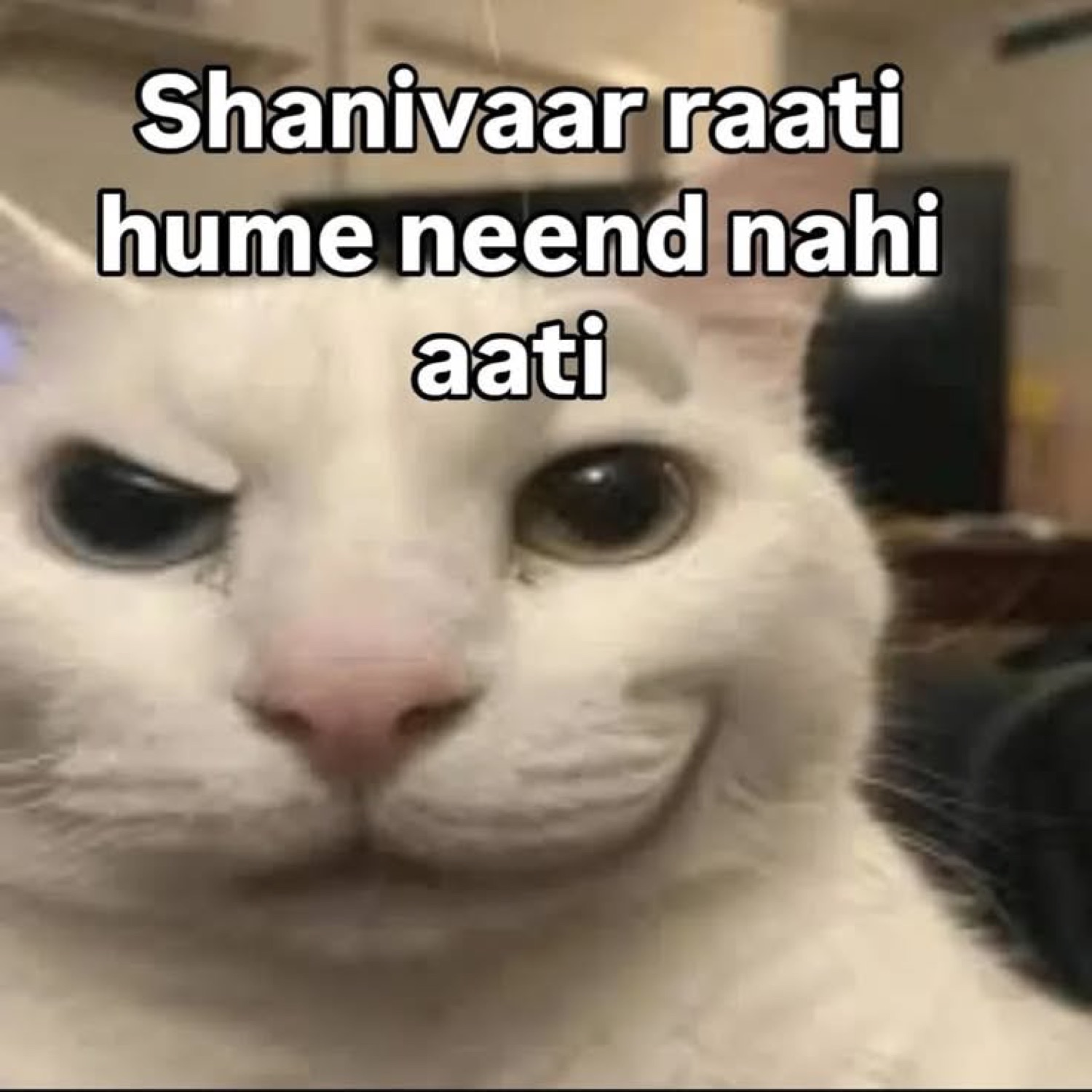 Smug white cat: 'Shanivaar raati hume neend nahi aati' (we don't sleep on Saturday night)