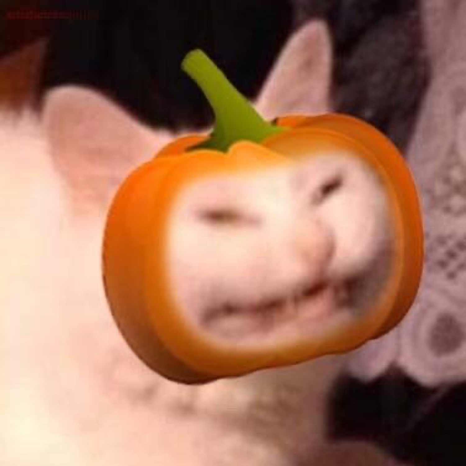 Cat with a pumpkin over its face showing a grimacing grin