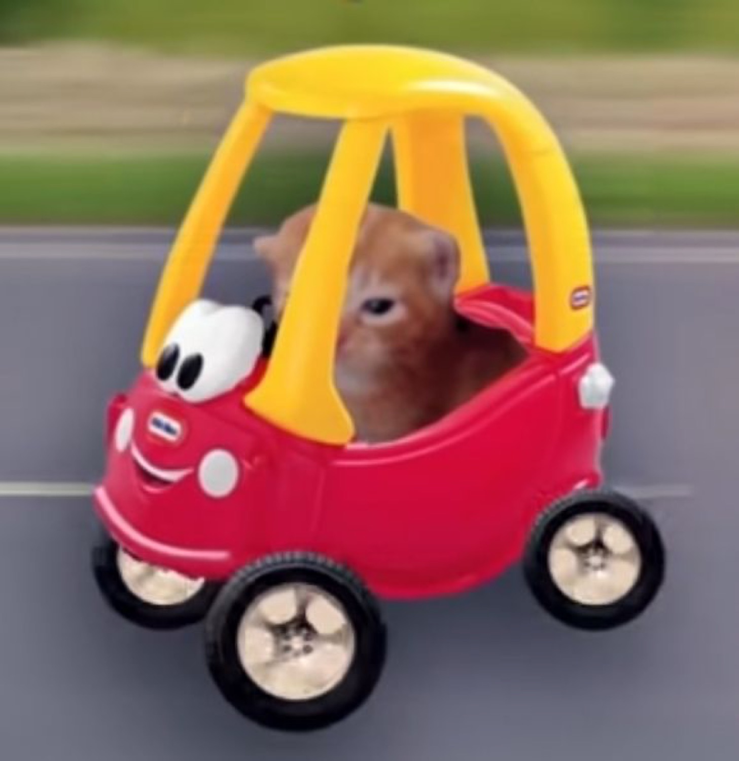 Cat driving a red and yellow toy car