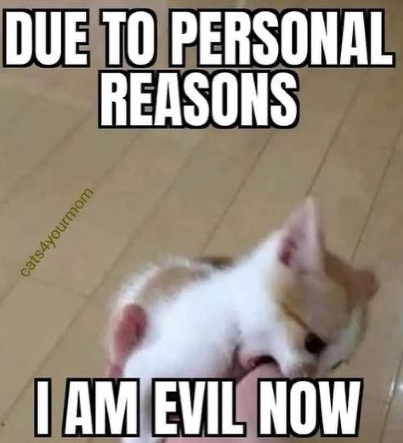 Kitten chomping a hand: 'DUE TO PERSONAL REASONS / I AM EVIL NOW'
