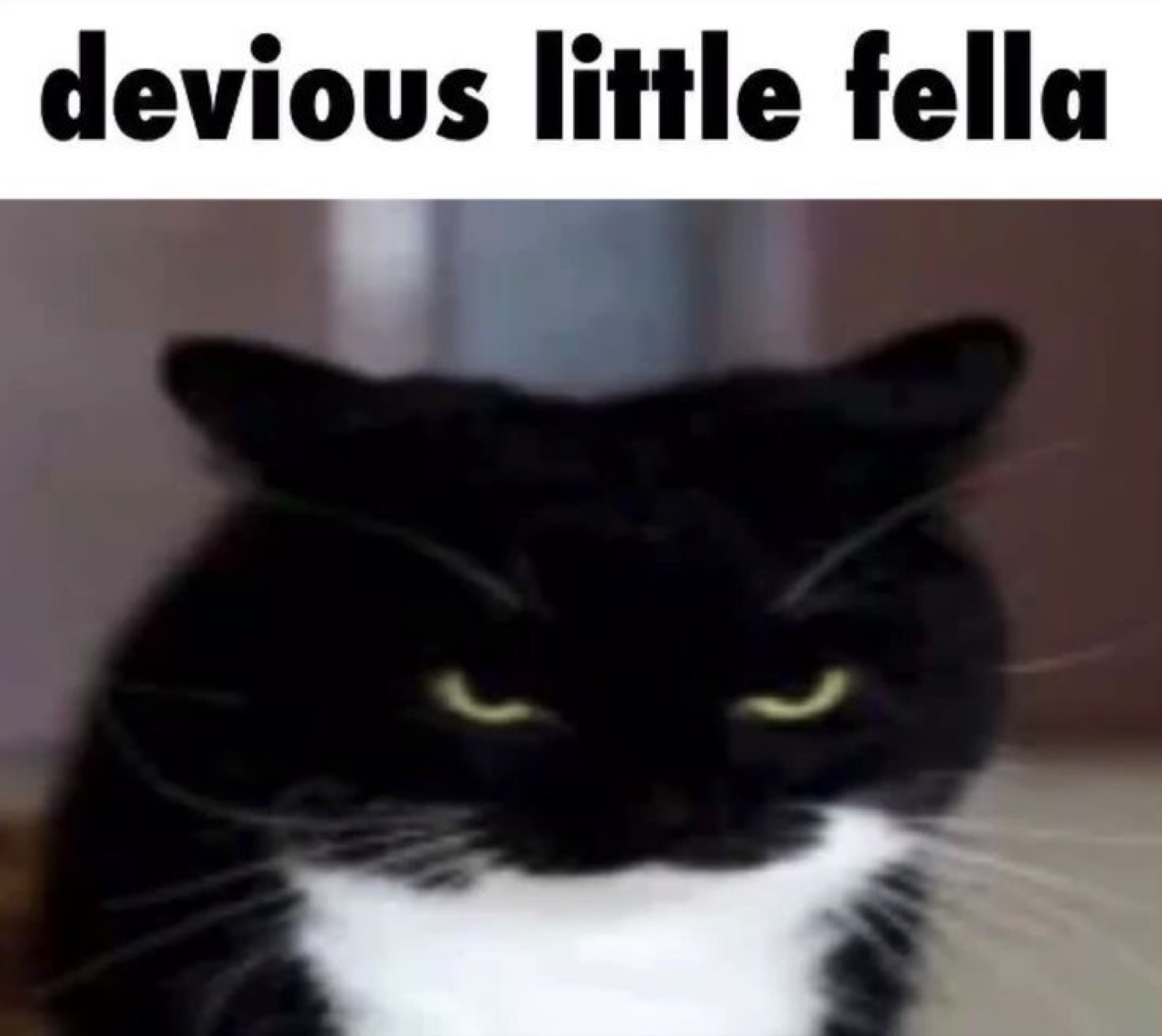 Black and white cat with narrowed glowing eyes: 'devious little fella'