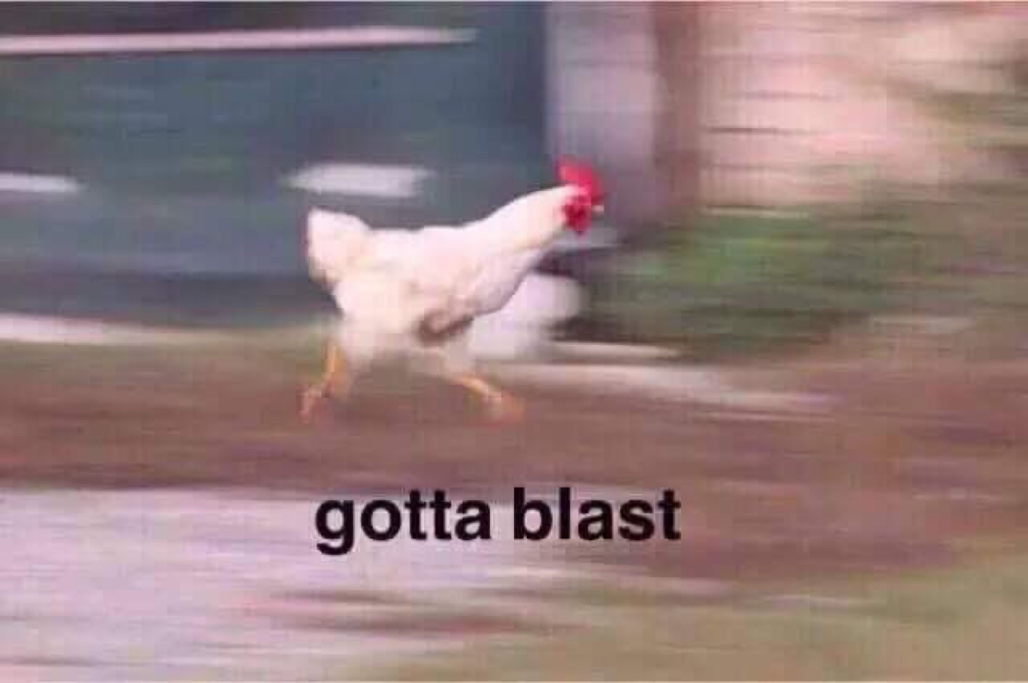 Blurry white chicken sprinting across a yard captioned 'gotta blast'