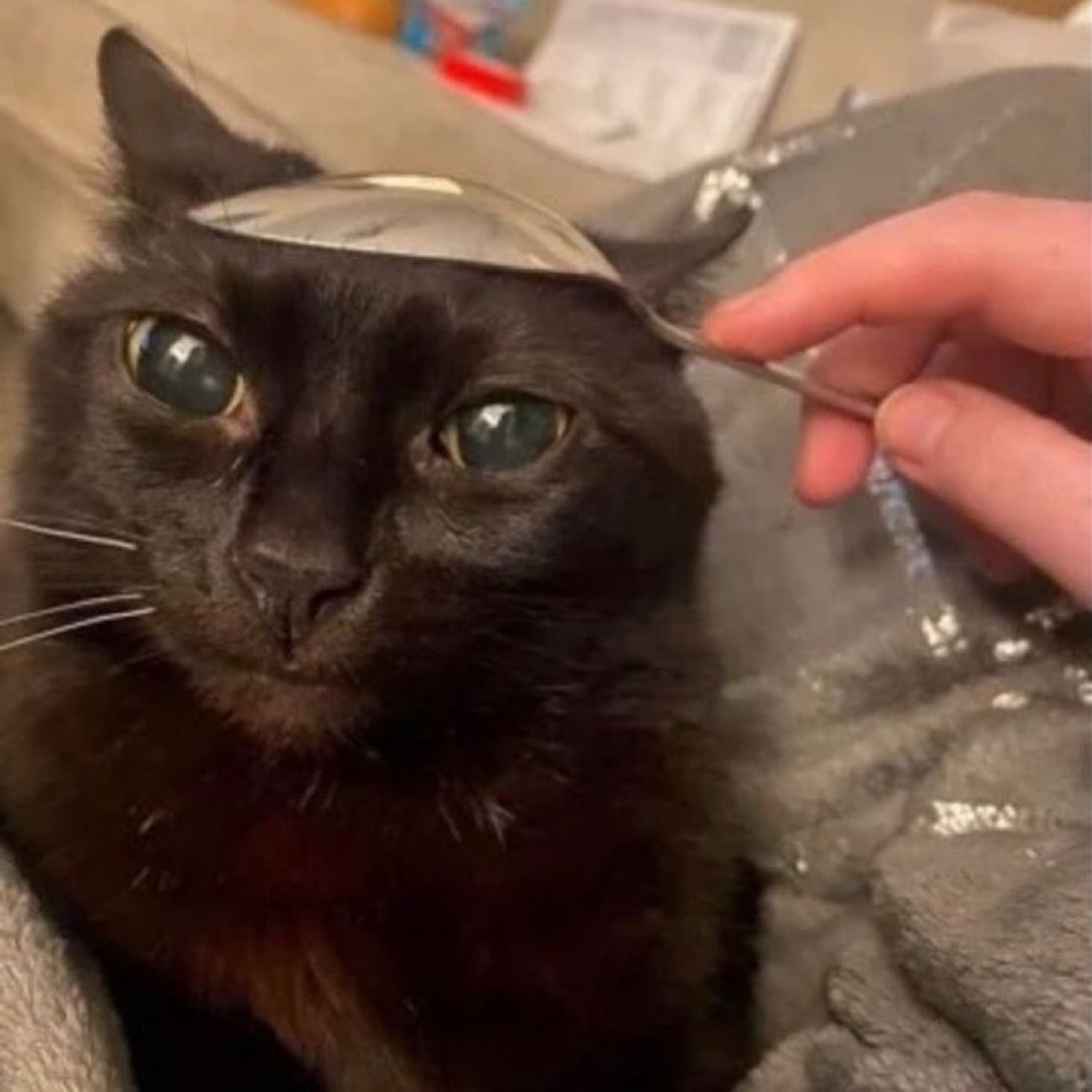 Black cat with a spoon balanced on its head, looking up with big eyes