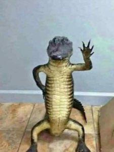 Alligator standing on its hind legs and waving hello with one claw