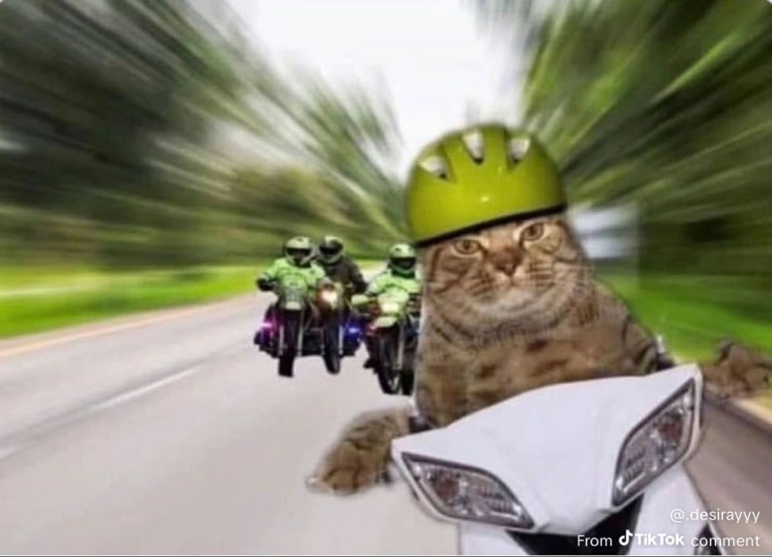 Cat in a green helmet racing a scooter with motorcycles chasing behind