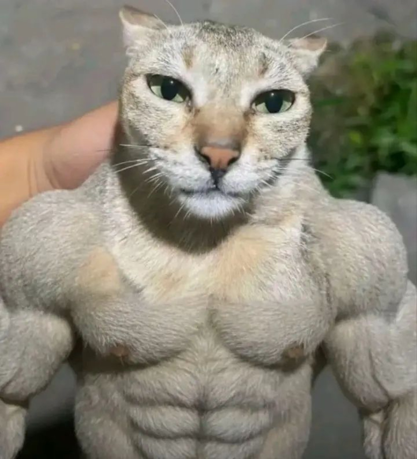 Cat head on a ridiculously buff body