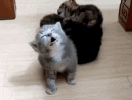 Sleepy grey kitten nodding off and tipping over