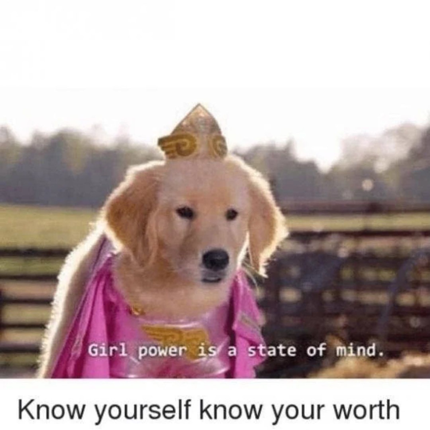 Golden retriever in a princess crown and cape: 'Girl power is a state of mind. Know yourself know your worth'