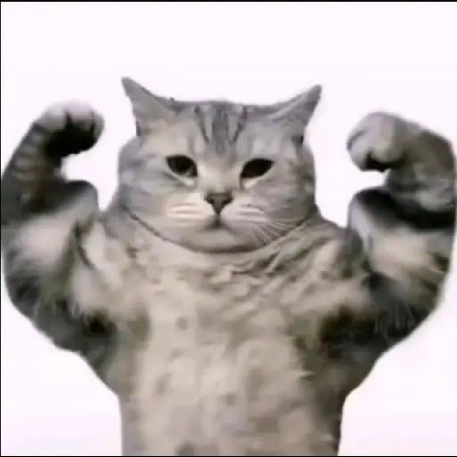 Grey cat edited with flexing arms