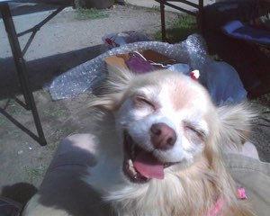 Fluffy cream chihuahua squinting with a wide open-mouthed grin in the sun