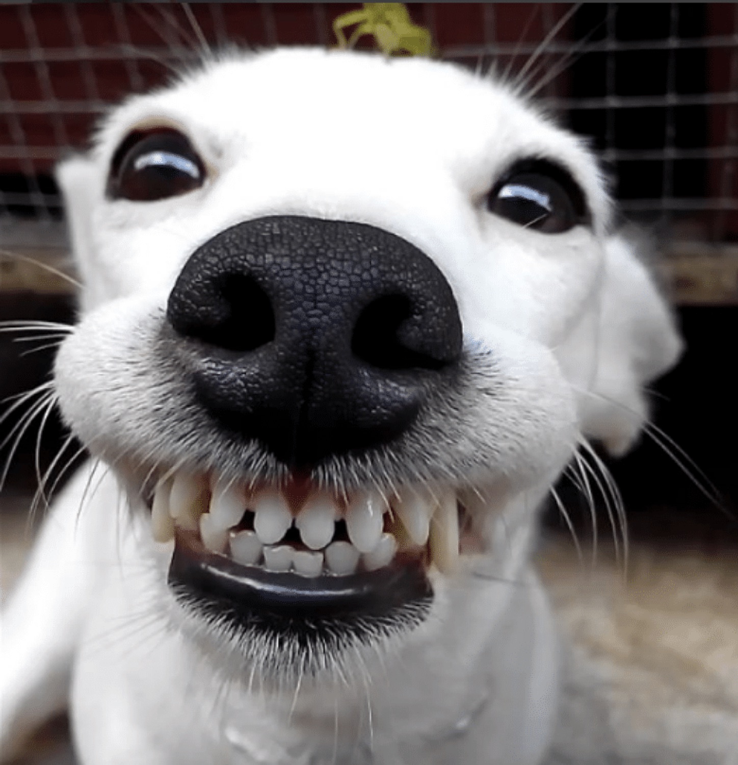 White dog pressed up to the lens with a huge toothy grin