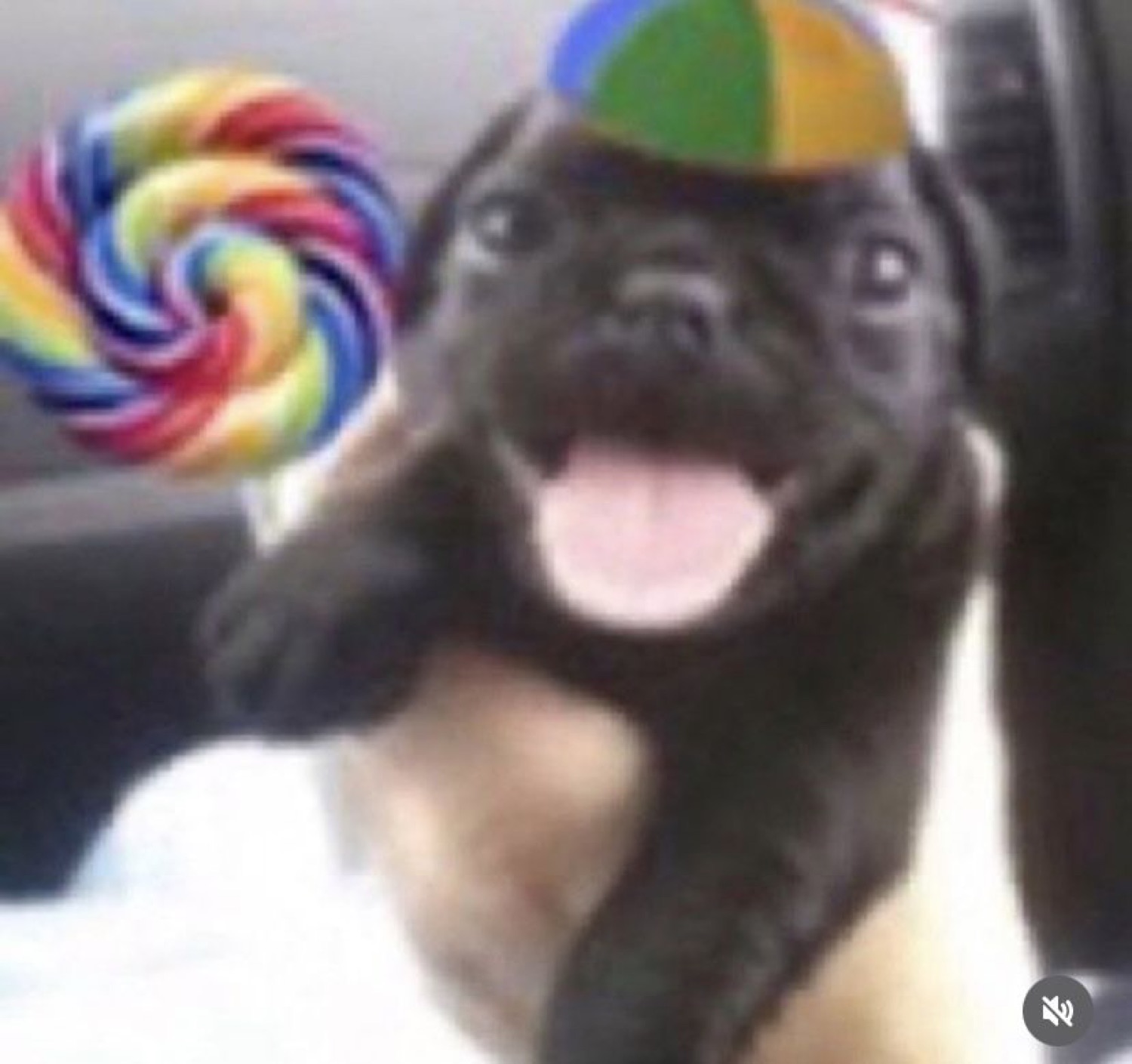 Puppy in a tiny beach-ball hat grinning next to a giant rainbow lollipop
