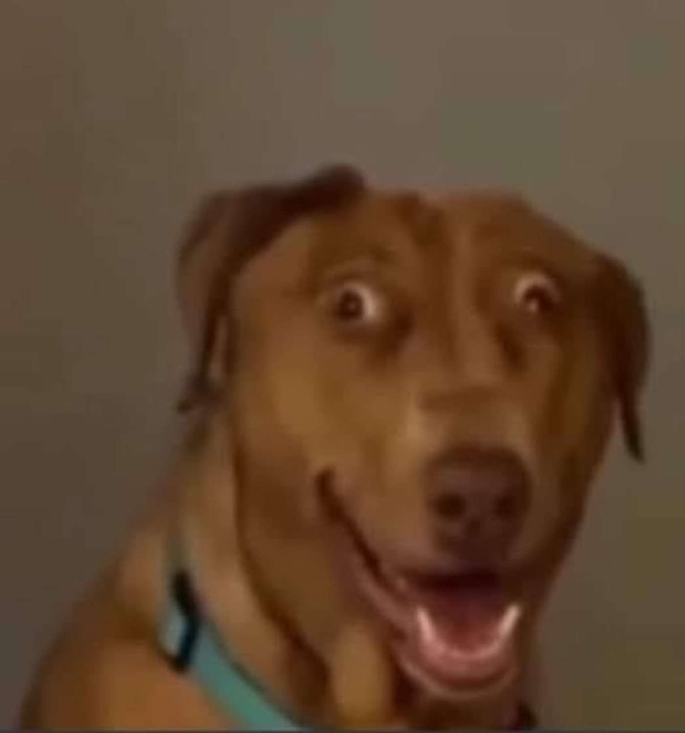Brown dog with wide bulging eyes and a stunned open-mouthed smile
