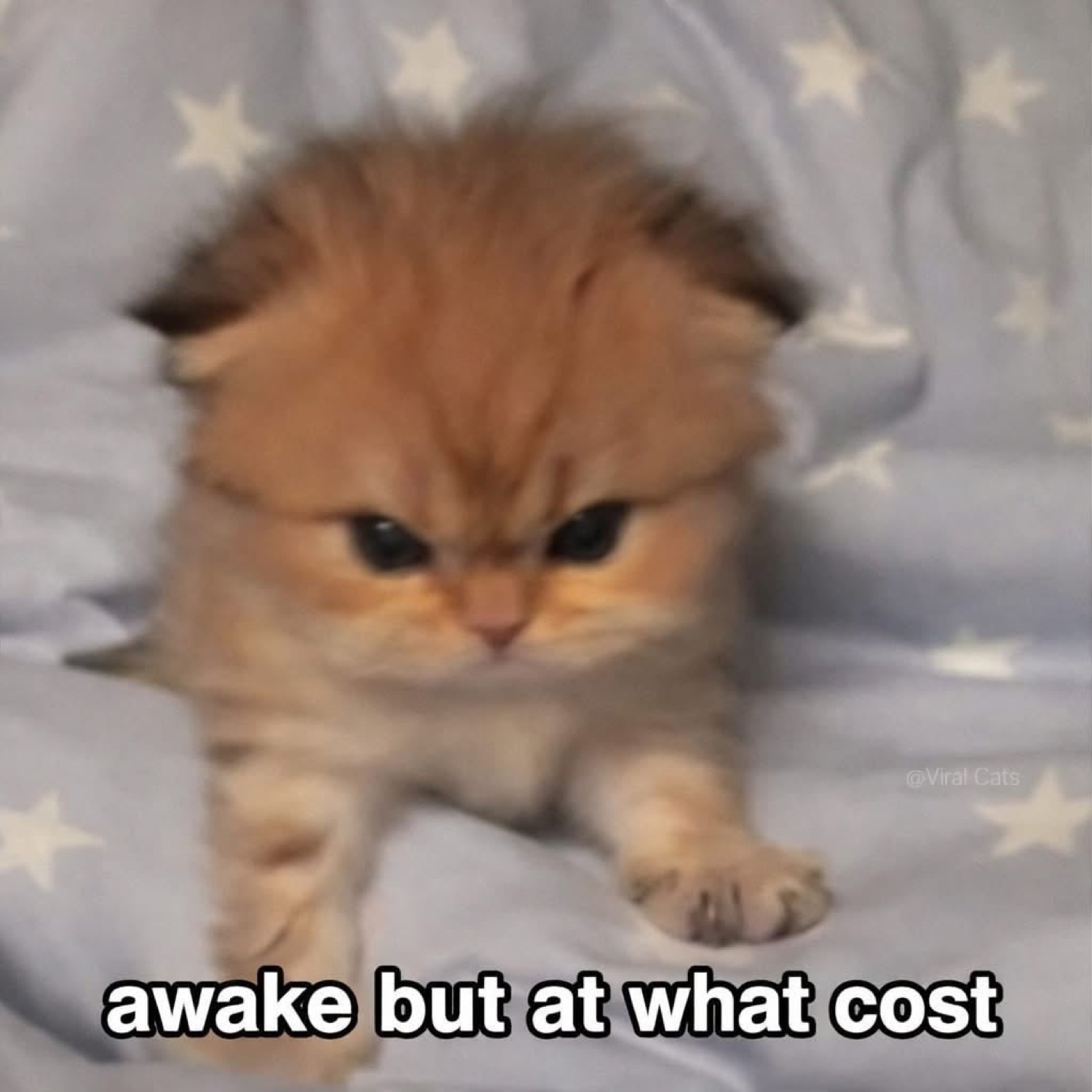 Grumpy fluffy orange kitten glaring forward on a star-print blanket, captioned 'awake but at what cost'