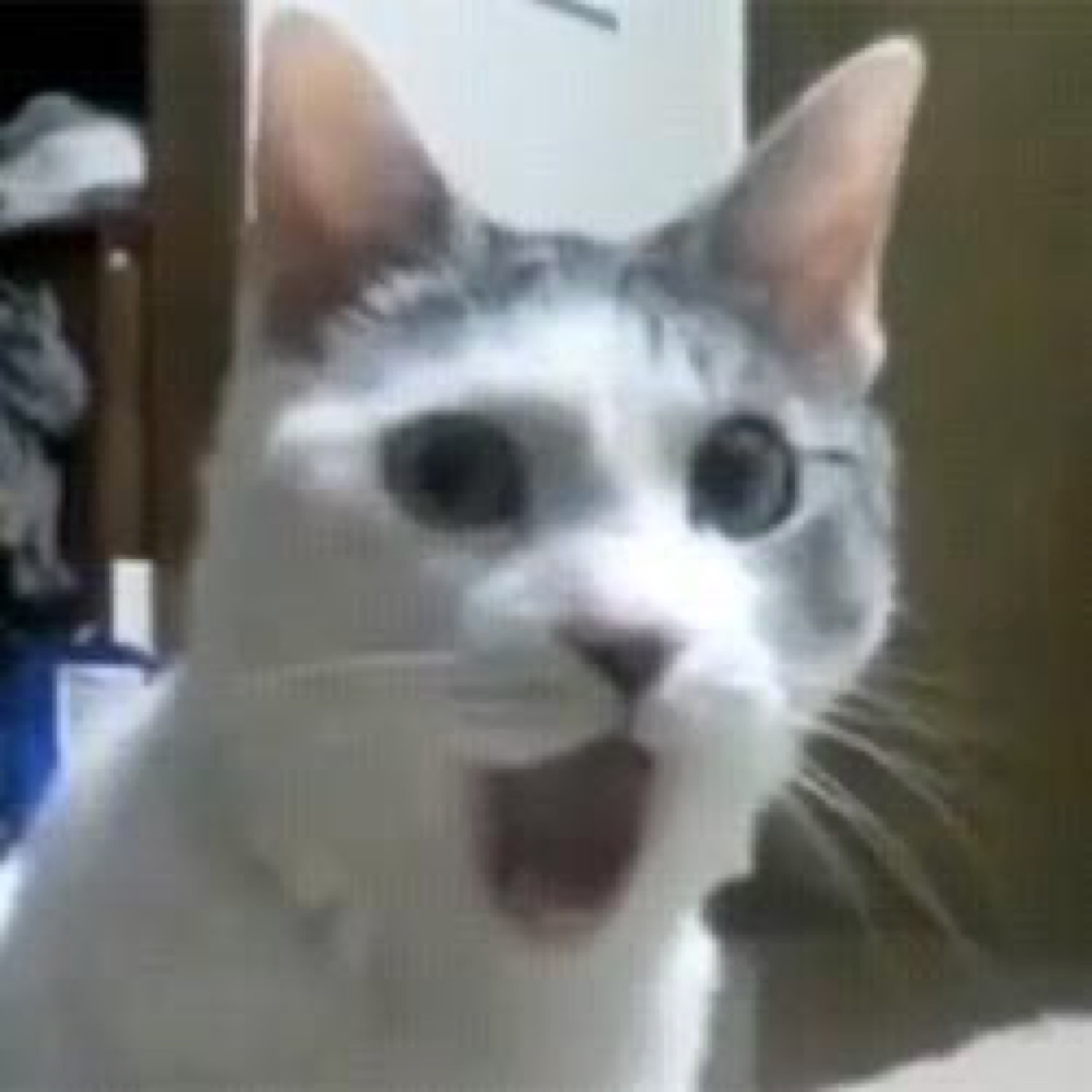 Grey and white cat with eyes blown wide and mouth open in pure shock