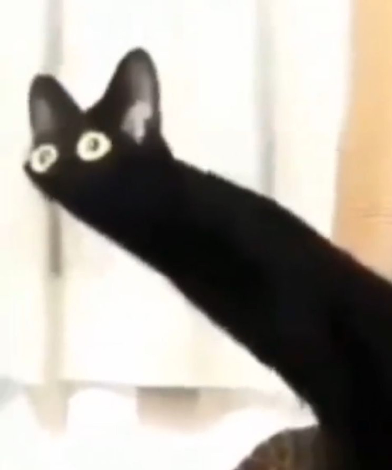 Black cat stretching its neck impossibly long with huge unblinking eyes