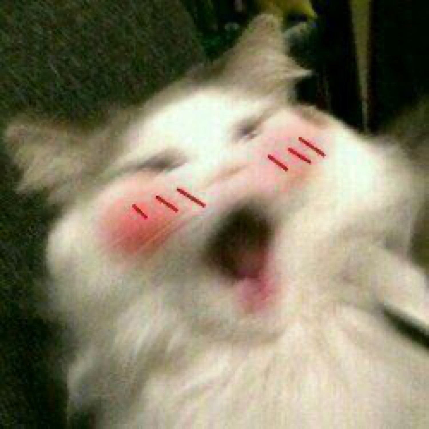 Blurry white cat with anime-style blush marks laughing ecstatically