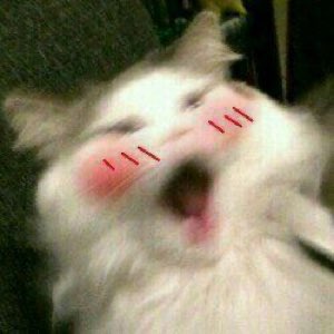 Blurry white cat with anime-style blush marks laughing ecstatically