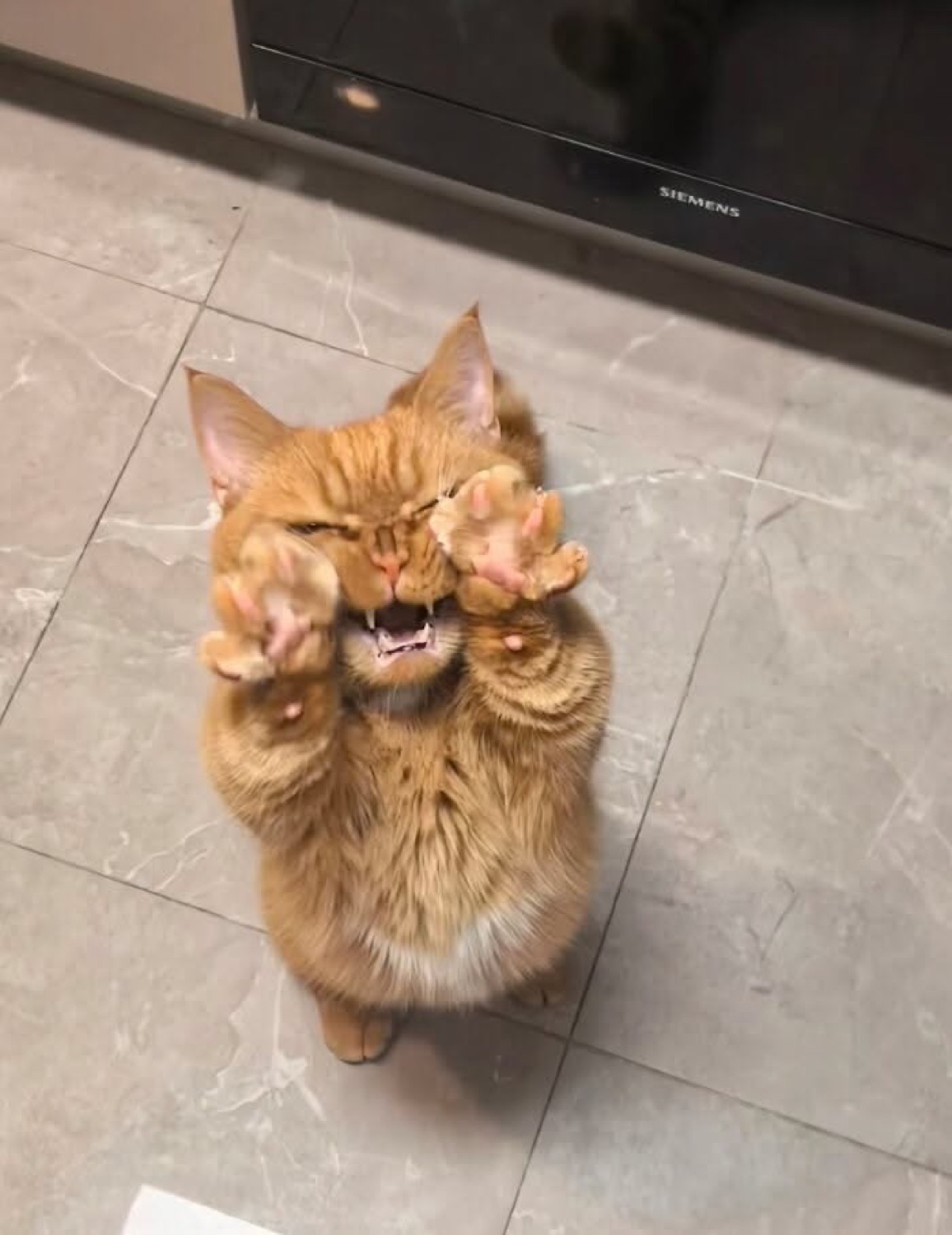 Ginger cat up on its hind legs with both paws raised, mouth wide open