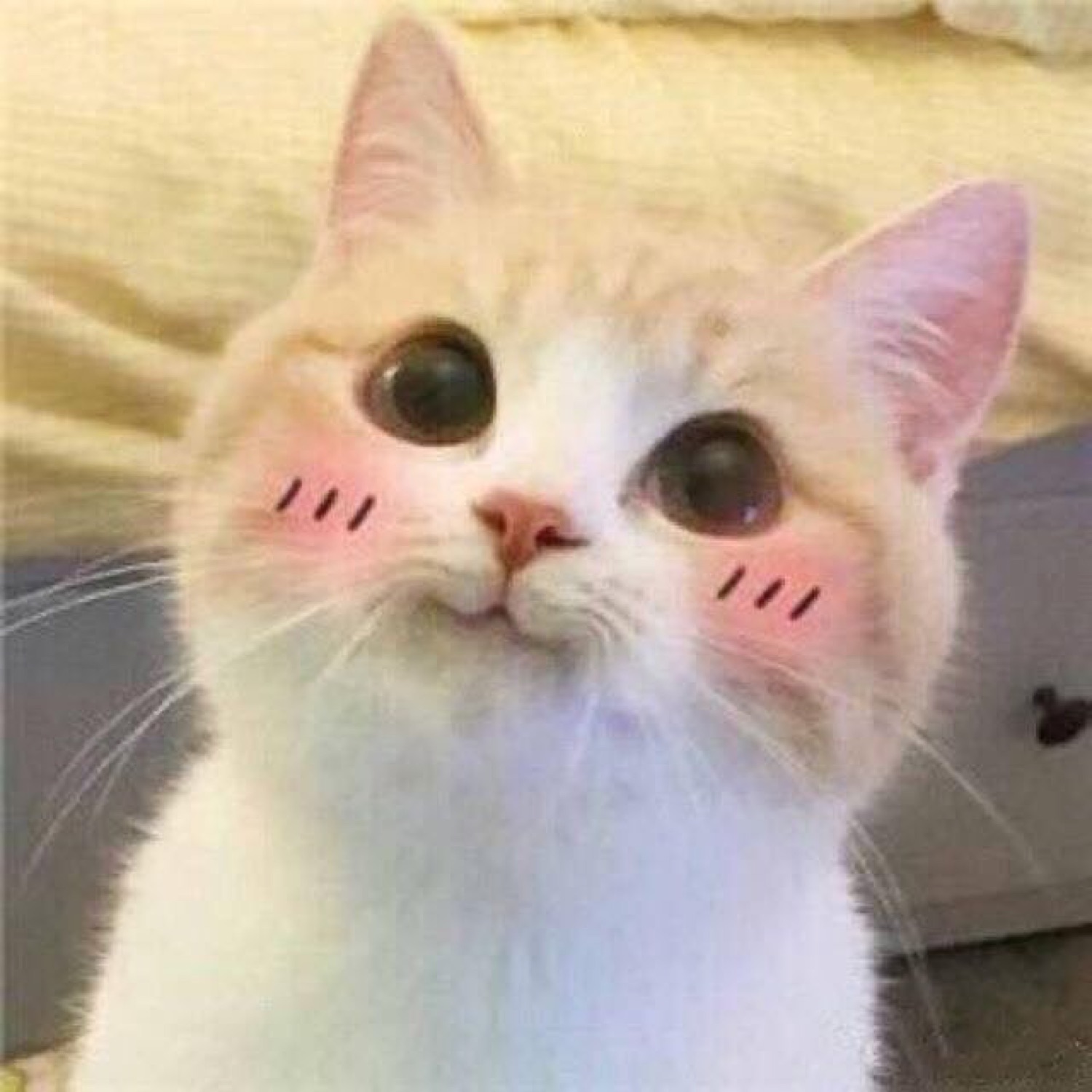 Cream kitten with huge eyes and drawn-on blush lines looking way too pleased