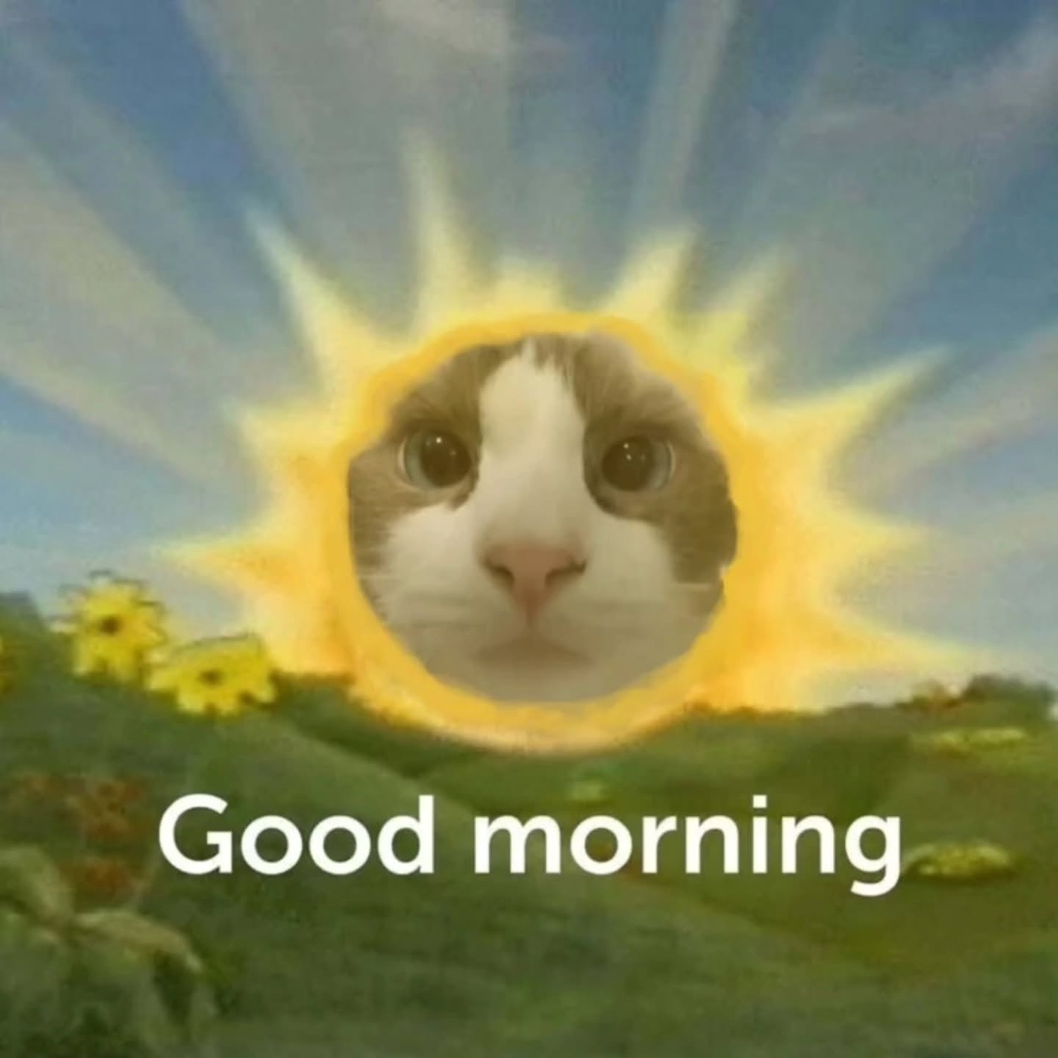 Cat face as a smiling sun over a hill: 'Good morning'
