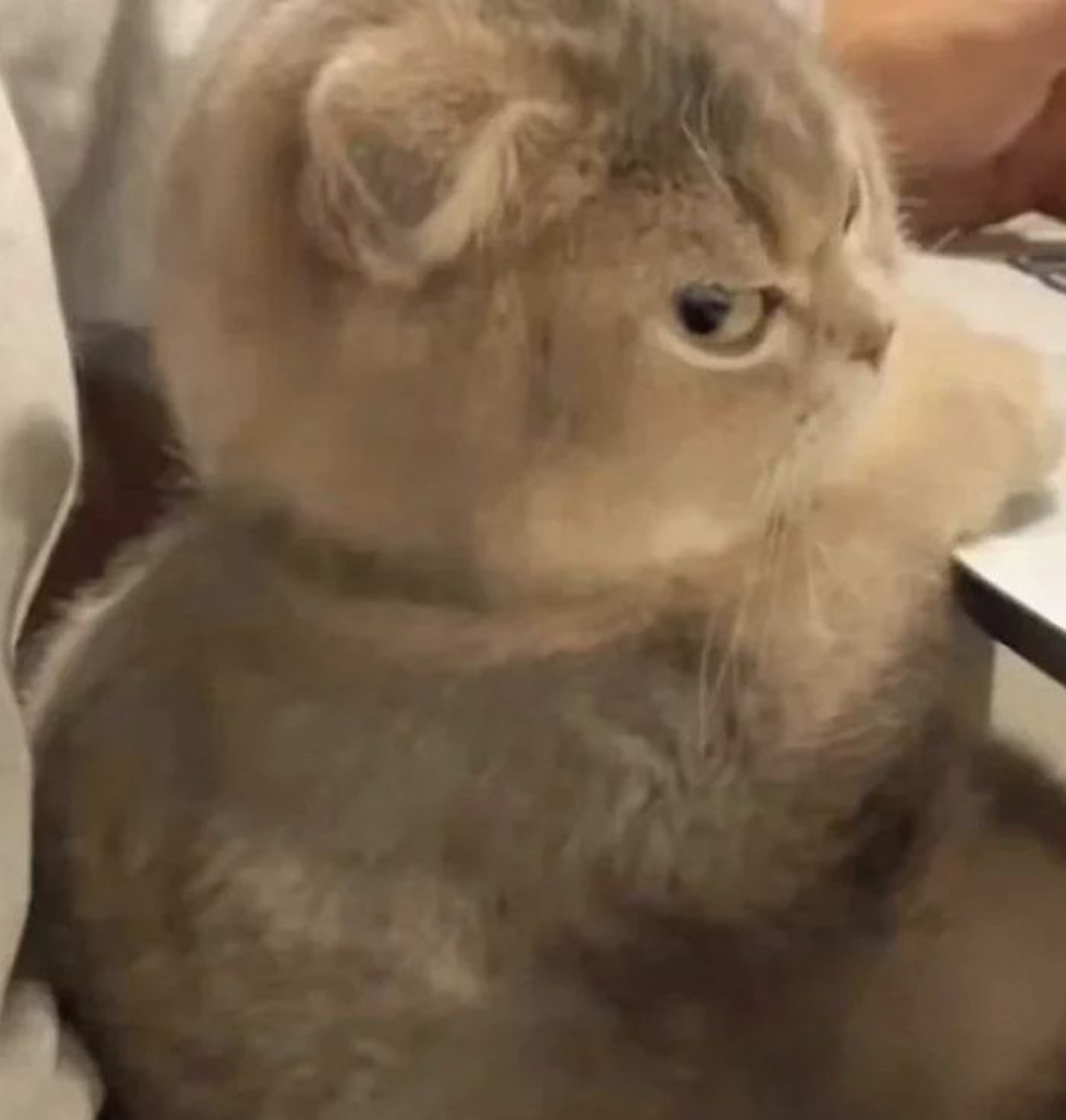 Fluffy Scottish fold cat throwing a slow, deeply unimpressed side-eye