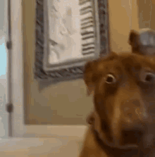 Dog with wide eyes nervously looking around