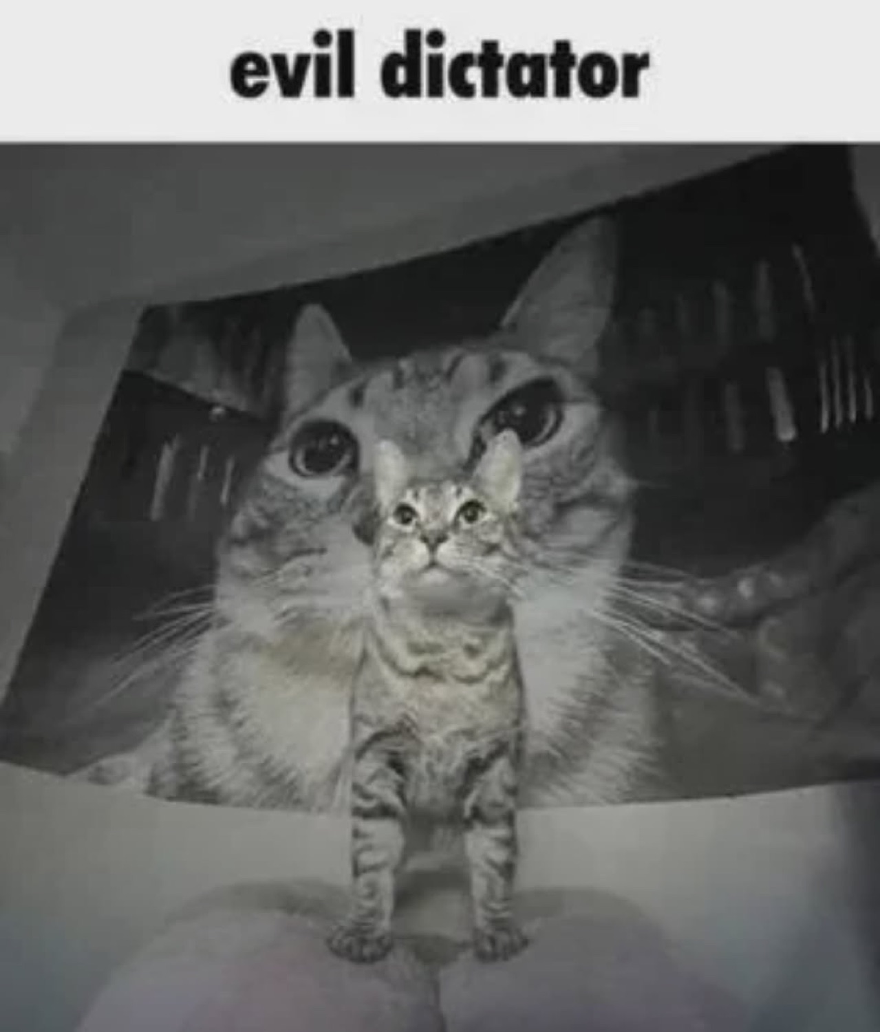 Cat standing tall in black and white: 'evil dictator'