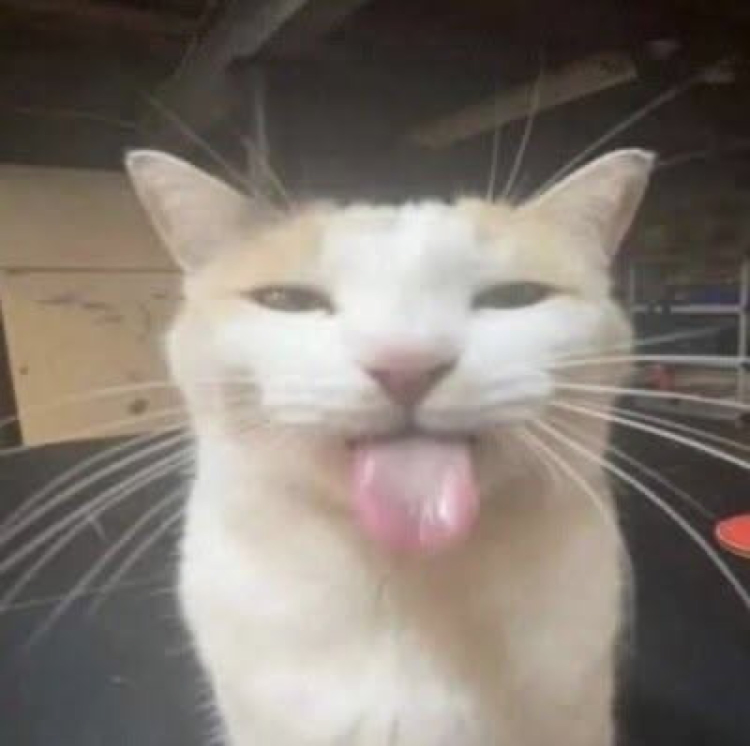 White and orange cat sticking its tongue out with half-closed unimpressed eyes