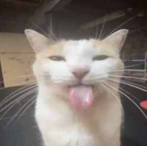 White and orange cat sticking its tongue out with half-closed unimpressed eyes
