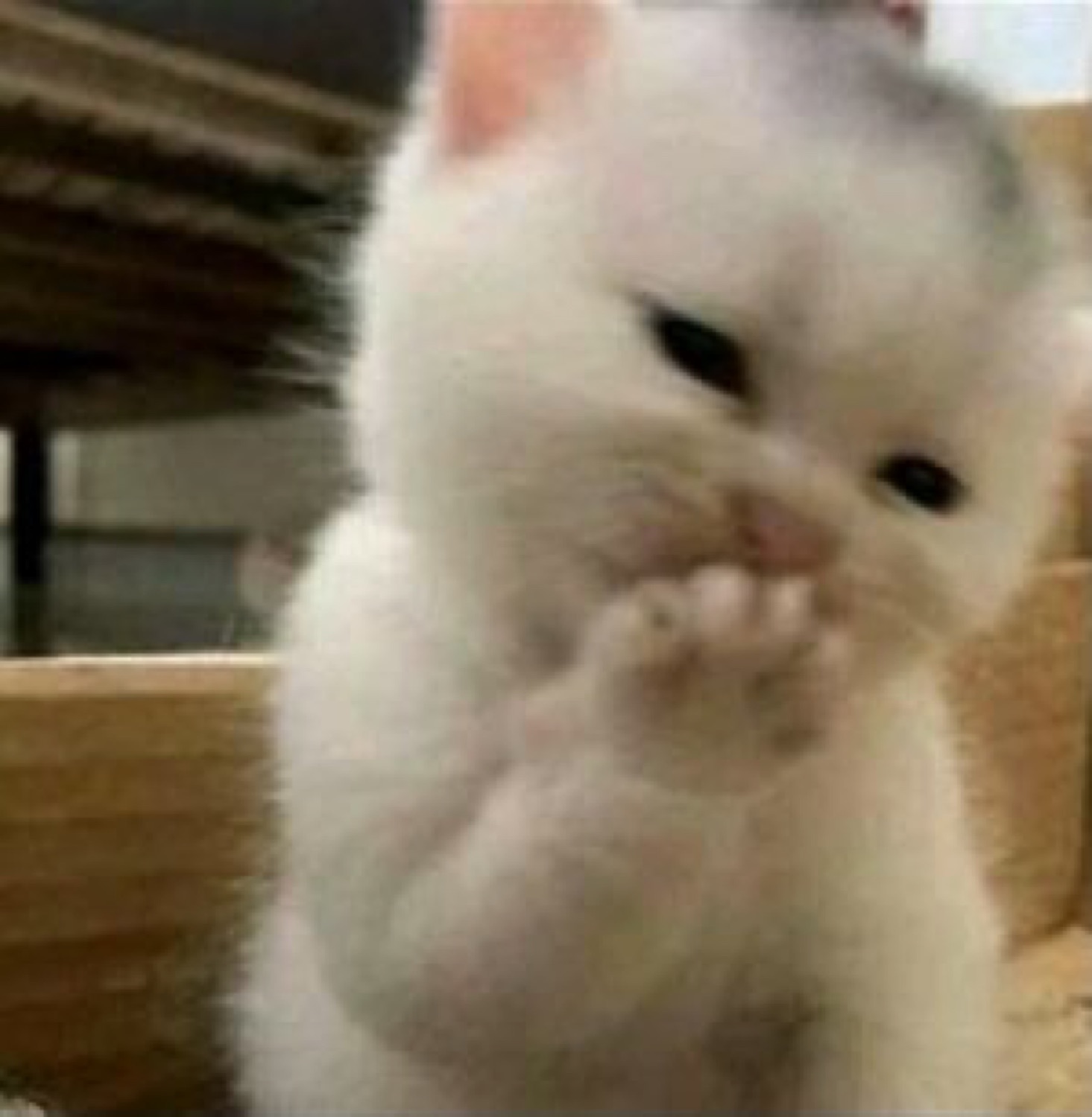 Tiny fluffy white kitten standing upright and rubbing paws together thoughtfully