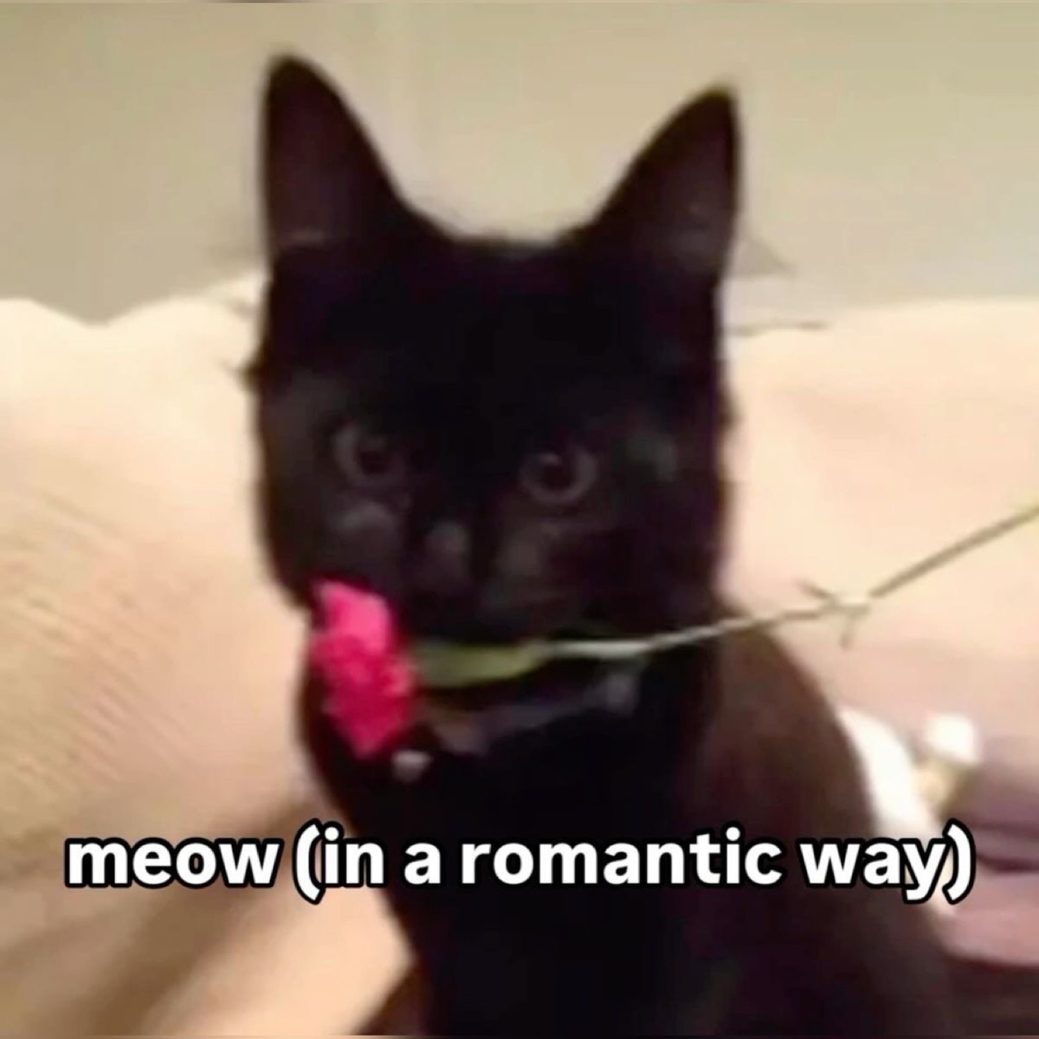 Black kitten holding a pink flower in its mouth captioned 'meow (in a romantic way)'