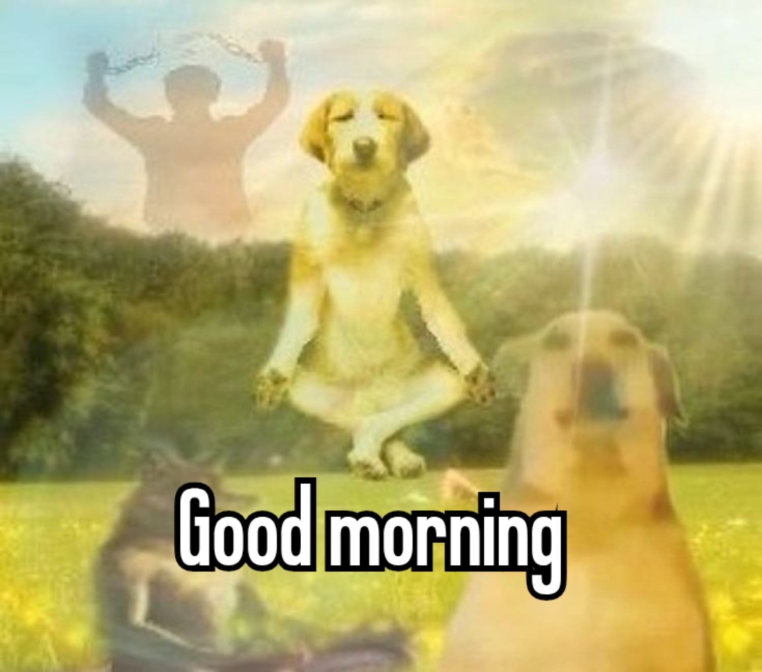 Dog meditating in a sunny meadow: 'Good morning'