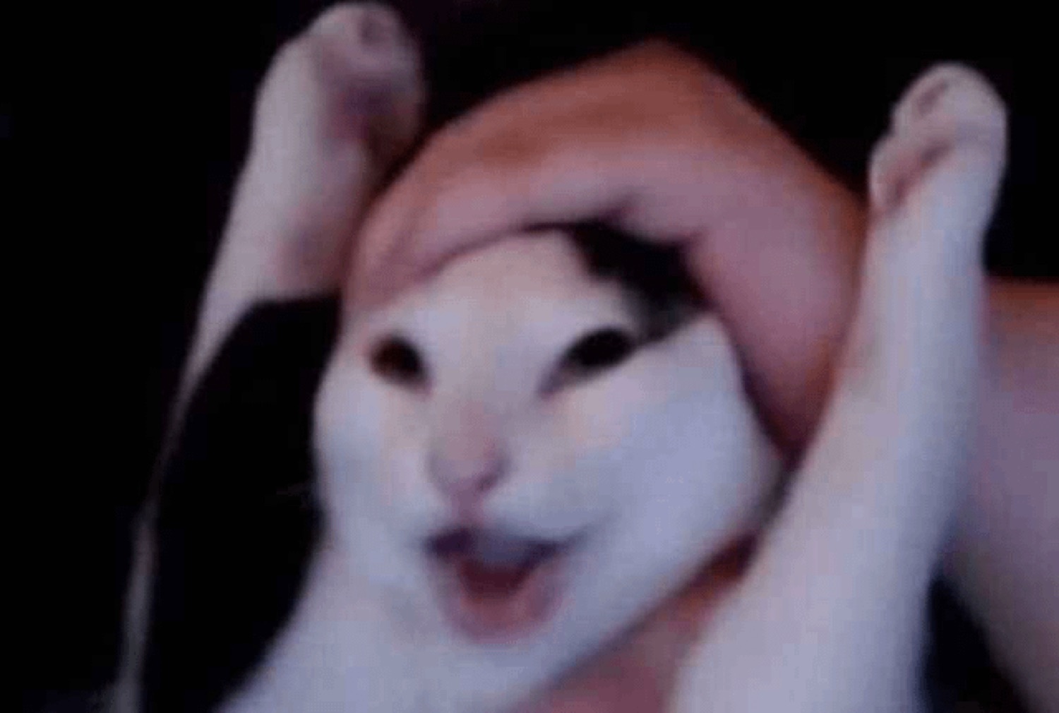 Blurry cat with a wide open-mouthed grin being squished by a hand