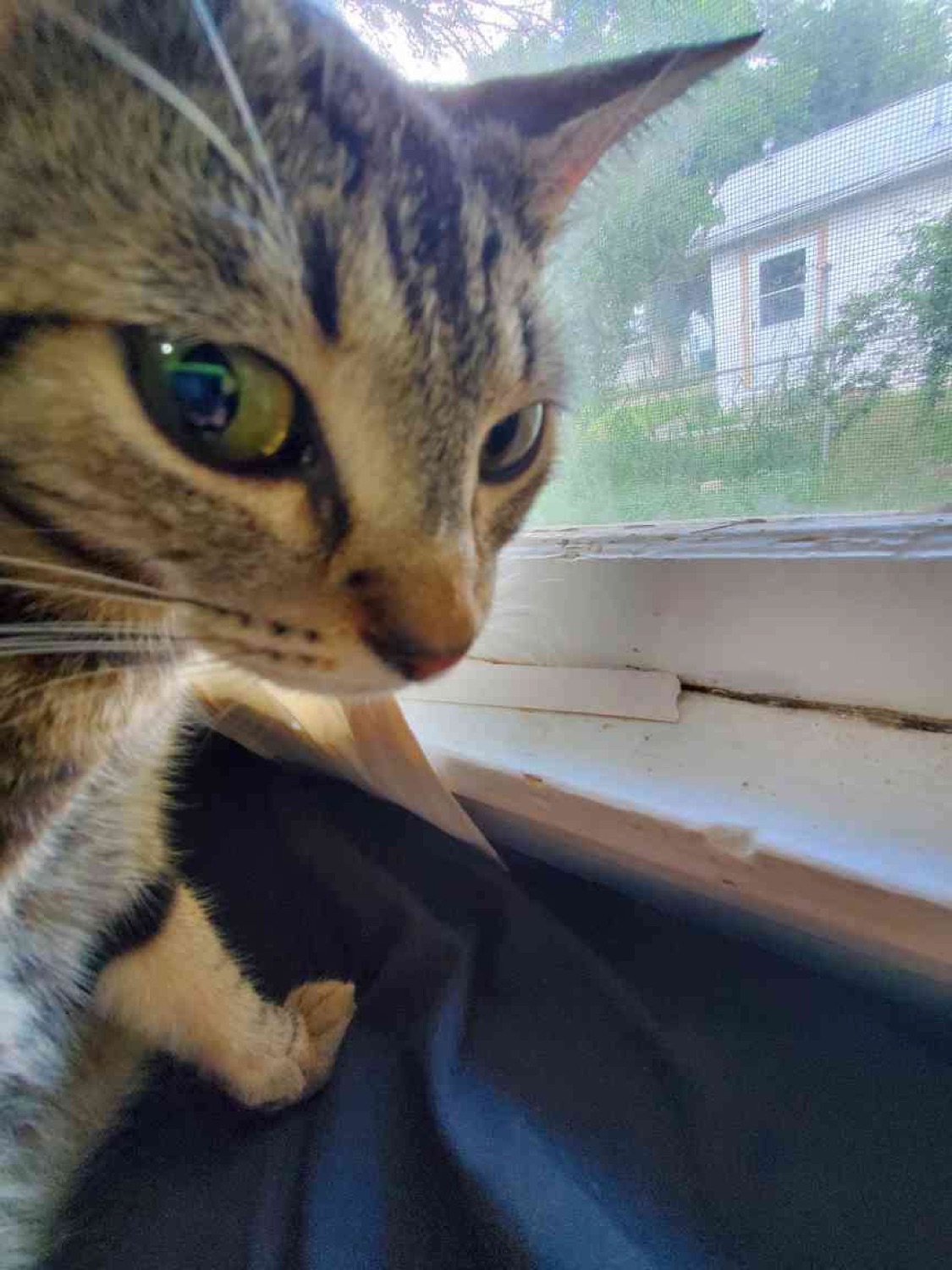 Tabby cat leaning on a windowsill and giving serious side-eye to the viewer