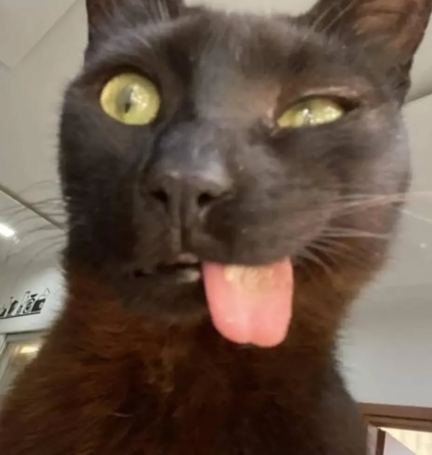 Black cat with one eye squinting and its tongue hanging all the way out